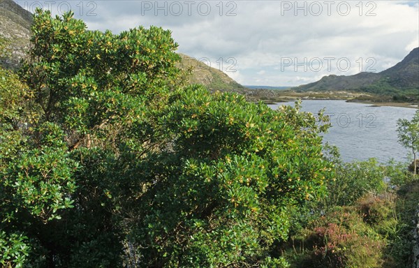 Strawberry Tree