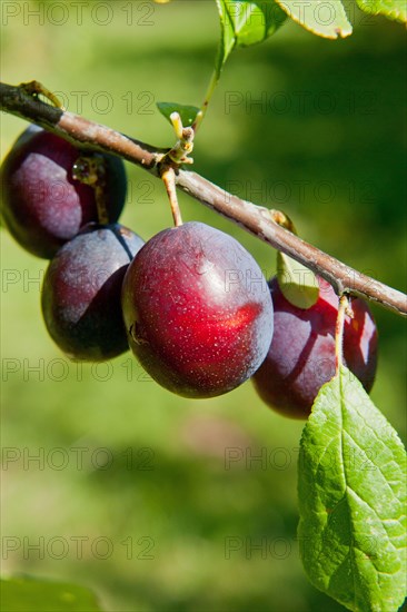 Damson