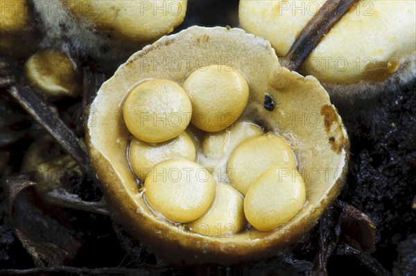 Field Bird's Nest Fungus