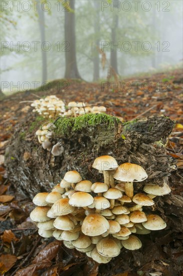 Sulphur tuft