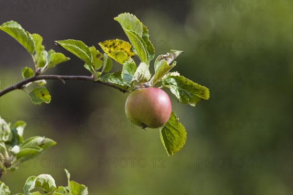 Cultivated apple tree