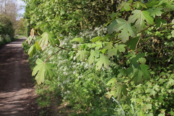 Field maple