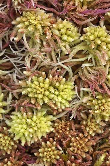 Acute-leaved sphagnum