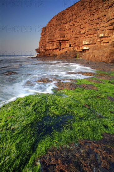 View of seaweed on rocky beach and old quarry on cliffs at dawn