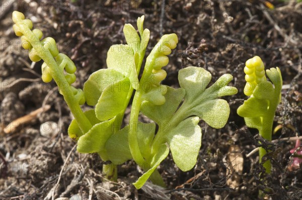 Common moonwort