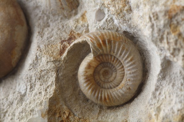 Fossil Ammonite