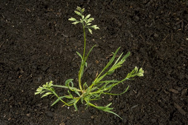 Annual meadow-grass