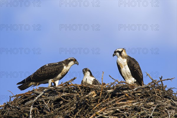 Three juvenile western osprey