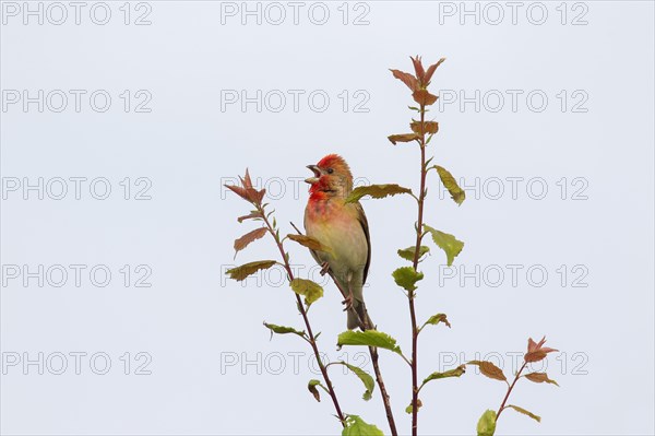 Common rosefinch