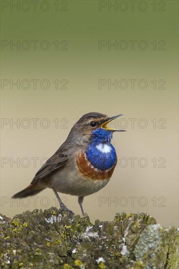 White-spotted bluethroat