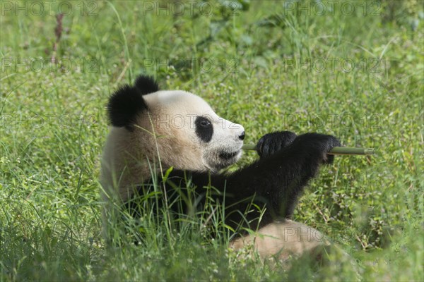 Two years aged young Giant Panda