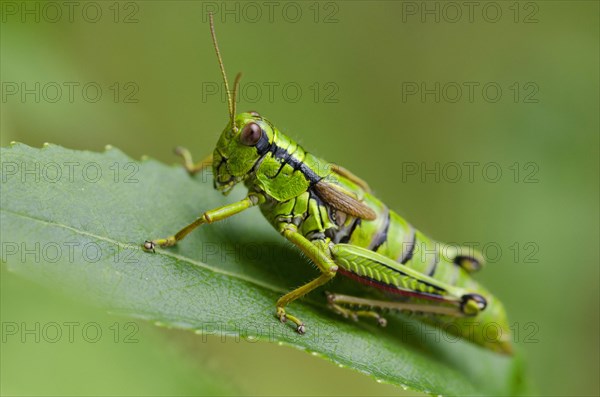 (Miramella alpina)