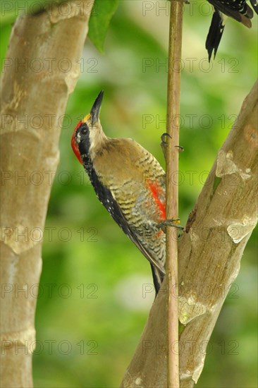 Black-spotted Woodpecker