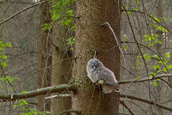 Tawny owl