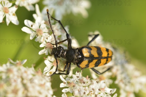 Four-banded long-hair beetle