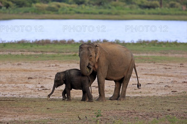 Asian sri lankan elephant