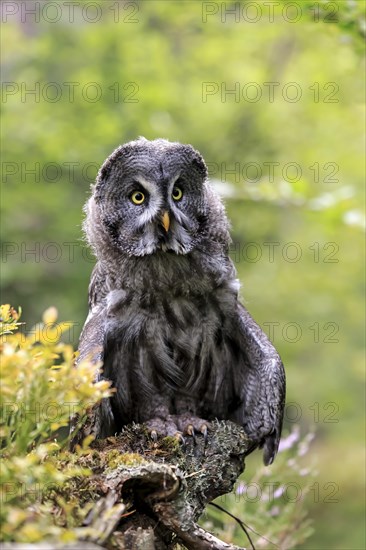 Great Grey Owl