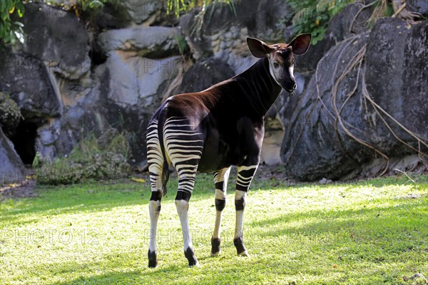 Okapi