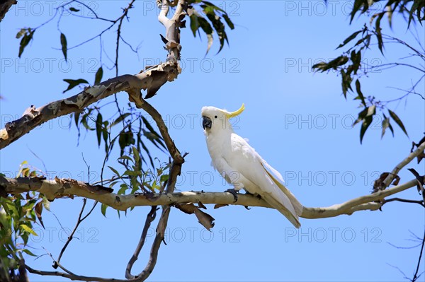 Sulphur-crested cockatoo