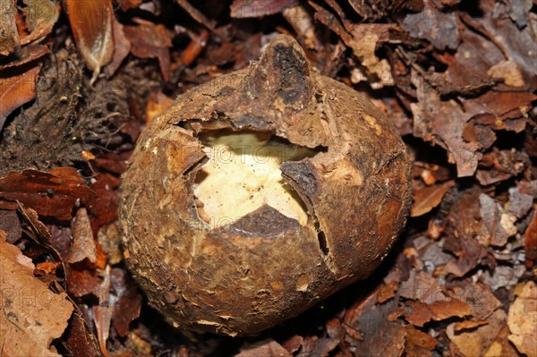 Ruffed Earth Star