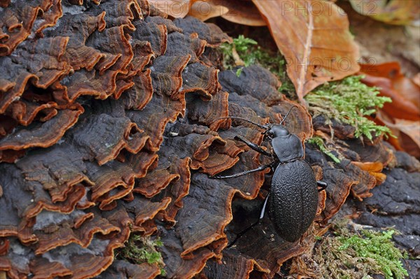 Leather running beetle