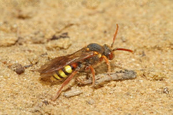 Redheaded Wasp Bee