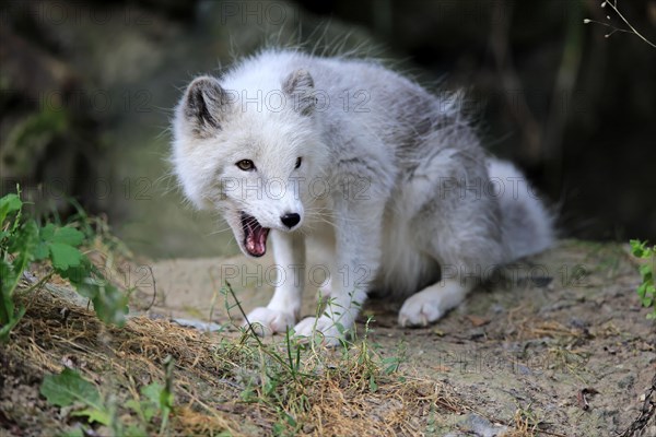 Arctic Fox