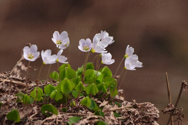 Common wood sorrel