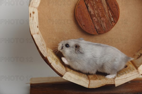 Djungarian hamster