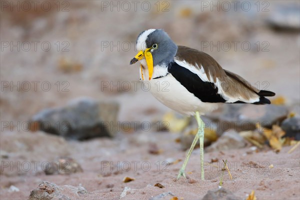 White-headed Lapwing