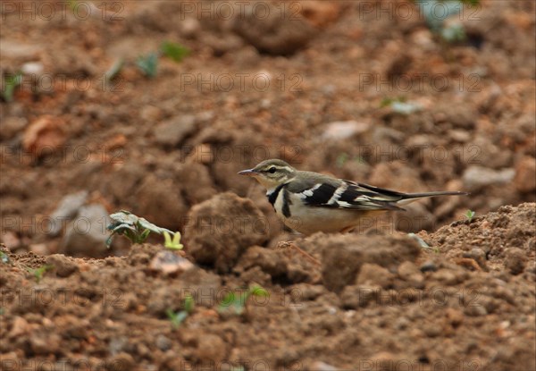 Forest Wagtail