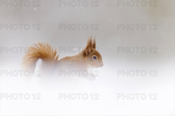 Eurasian red squirrel