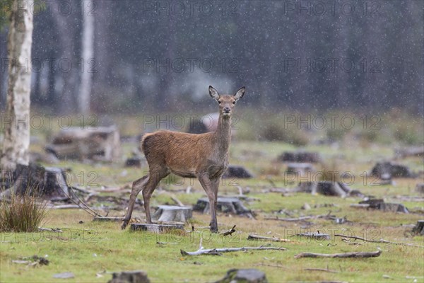 Red Deer