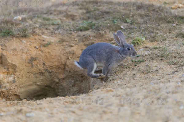 European Rabbit