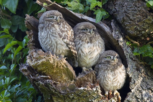 Little Owl