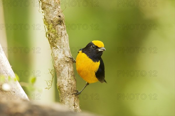 Orange-bellied Euphonia