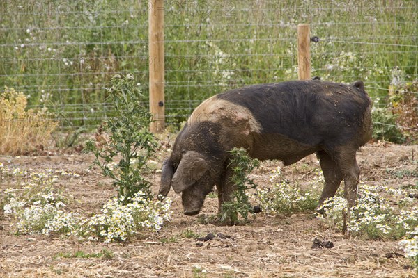 Saddle pig