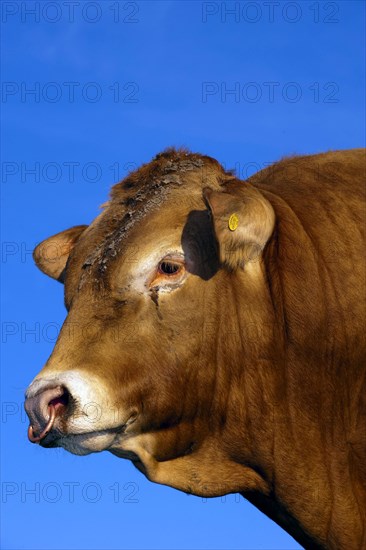 Domestic cattle