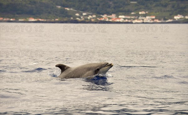 Common Bottlenose Dolphin