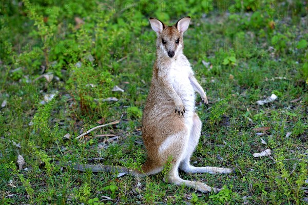 Agile Wallaby