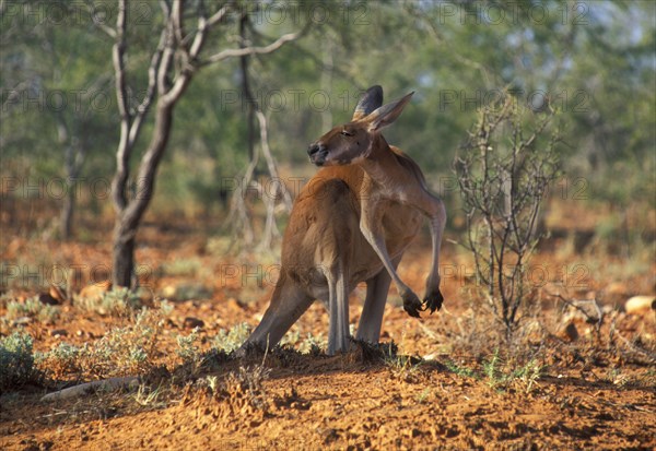 Red Giant Kangaroo