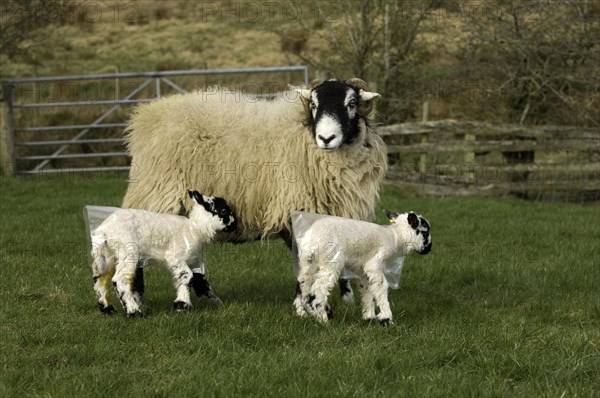 Domestic Sheep