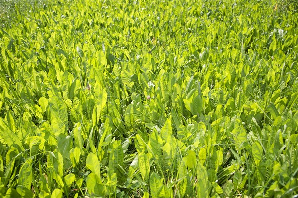 Common Chicory