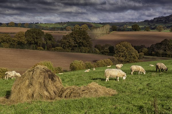 Domestic sheep