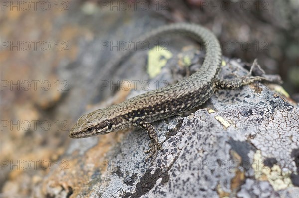 Iberian wall lizard