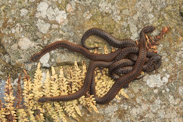 European Adder