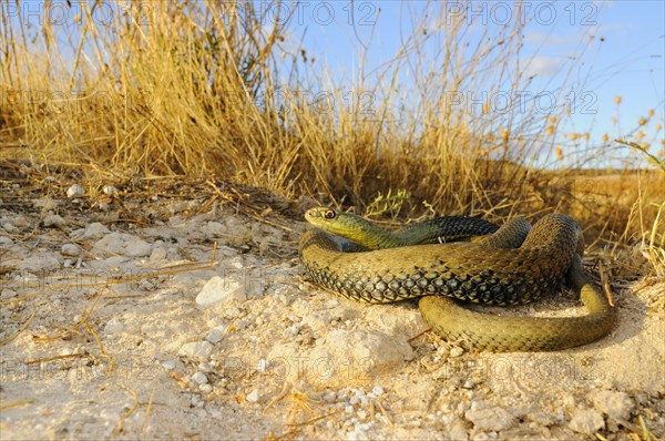 European lizard snake
