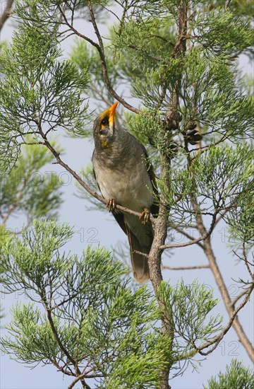 Yellow-fronted Miner