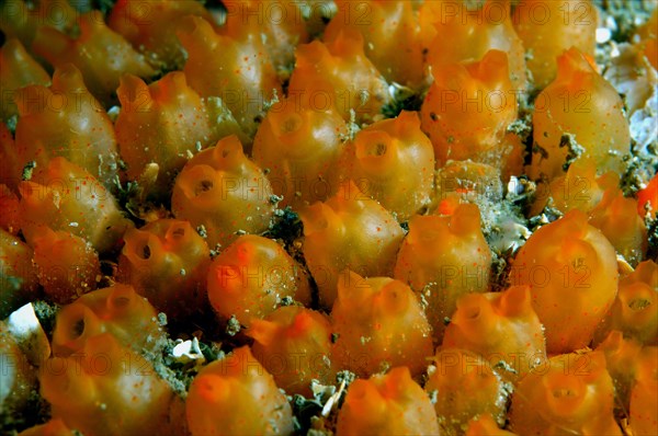 Sea squirt