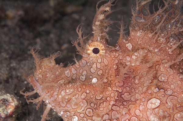 Fringed scorpionfish